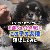 チワワのちまきちゃん