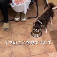 イブちゃんが幸せを掴むまで6