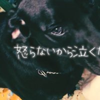 涙目の犬