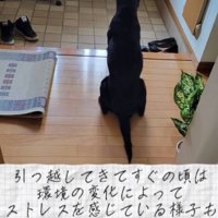 玄関に座り込む犬
