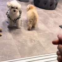 止まる犬2