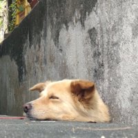 気持ちよさそう