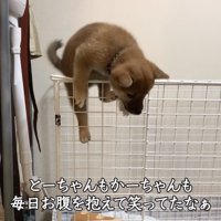 サークルの格子に足を掛けて登る子犬