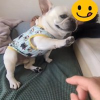 前足を伸ばす犬