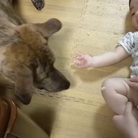 赤ちゃんにそっと近づく犬