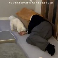 仕事から帰ってきて床に寝転がる飼い主