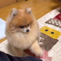 男性の手のひらに前足を乗せる犬