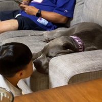 まどろむ犬に顔を近づける男の子