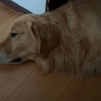 廊下で寝るアルト君