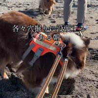 穴掘り大会が勃発！？