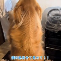 赤ちゃんに飛びつくチョコビくん