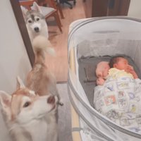 赤ちゃんがまた生まれたよ！
