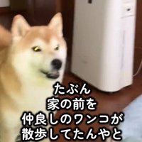 飼い主に何か伝えるように口を開く犬