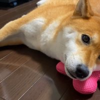 「わたし、暑さに弱いんです…」