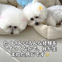 リリーちゃんの変化8