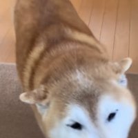 尻尾を振って出迎える柴犬
