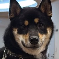 飼い主に抱っこされる柴犬%％愛情をたっぷり受けてすくすく育ちました！