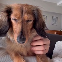 ラホちゃんとの出会いと現在7