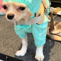 付属の帽子をかぶせると…