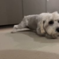 伏せる犬3