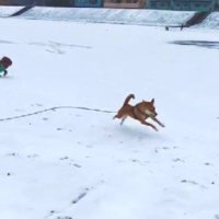 友達のわんこ！！