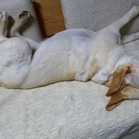 ひっくり返ってウトウト…