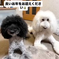 2匹の犬