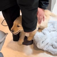 パパの足をすり抜けるかんくろう君