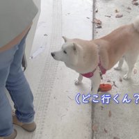 あいちゃん、お散歩へ