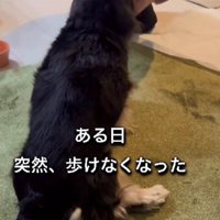 突然歩けなくなった鈴ちゃん
