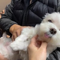 ナナくんとパパさんの再会6