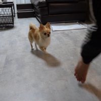 お風呂場に向かうとついてきて…
