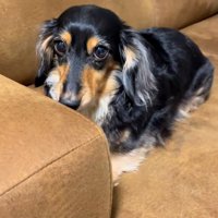 震えだすまるちゃん