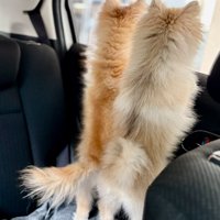 窓の外を眺める小型犬達