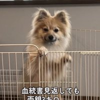 サークルに手をかけて立ち上がる小型犬