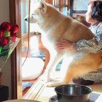 秋田犬が抱っこされてる！？
