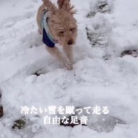 雪の上をみんなでお散歩
