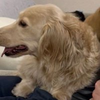 飼い主さんに甘えるお兄ちゃん犬