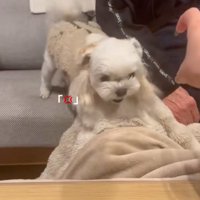 伸びてくる手に怒る小型犬