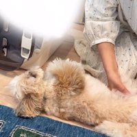 ヘソ天するkokoちゃん