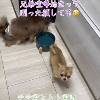 その場から離れていく犬