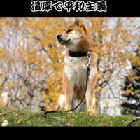 穏やかで平和主義