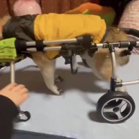 歩行器に乗る犬