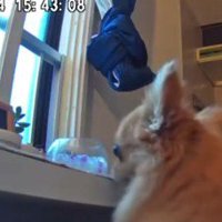 ペットカメラを設置したら…