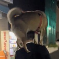 肩の上で踏ん張る犬
