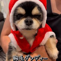 チワワ三兄弟のための購入品紹介6