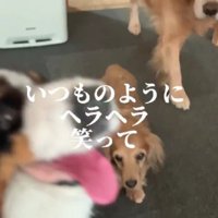 「カイちゃん帰ってきたの？」