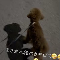お散歩をエンジョイ