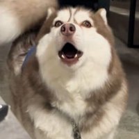 飼い主さんの職場にきたブルちゃん6