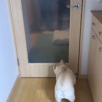 おばあちゃんを見つけたエルモくん2